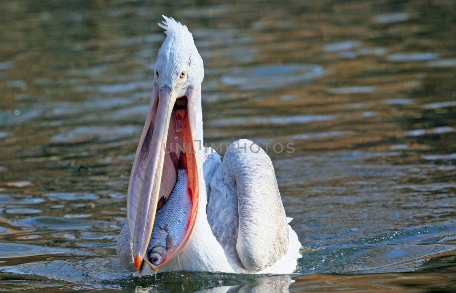 Fisherman