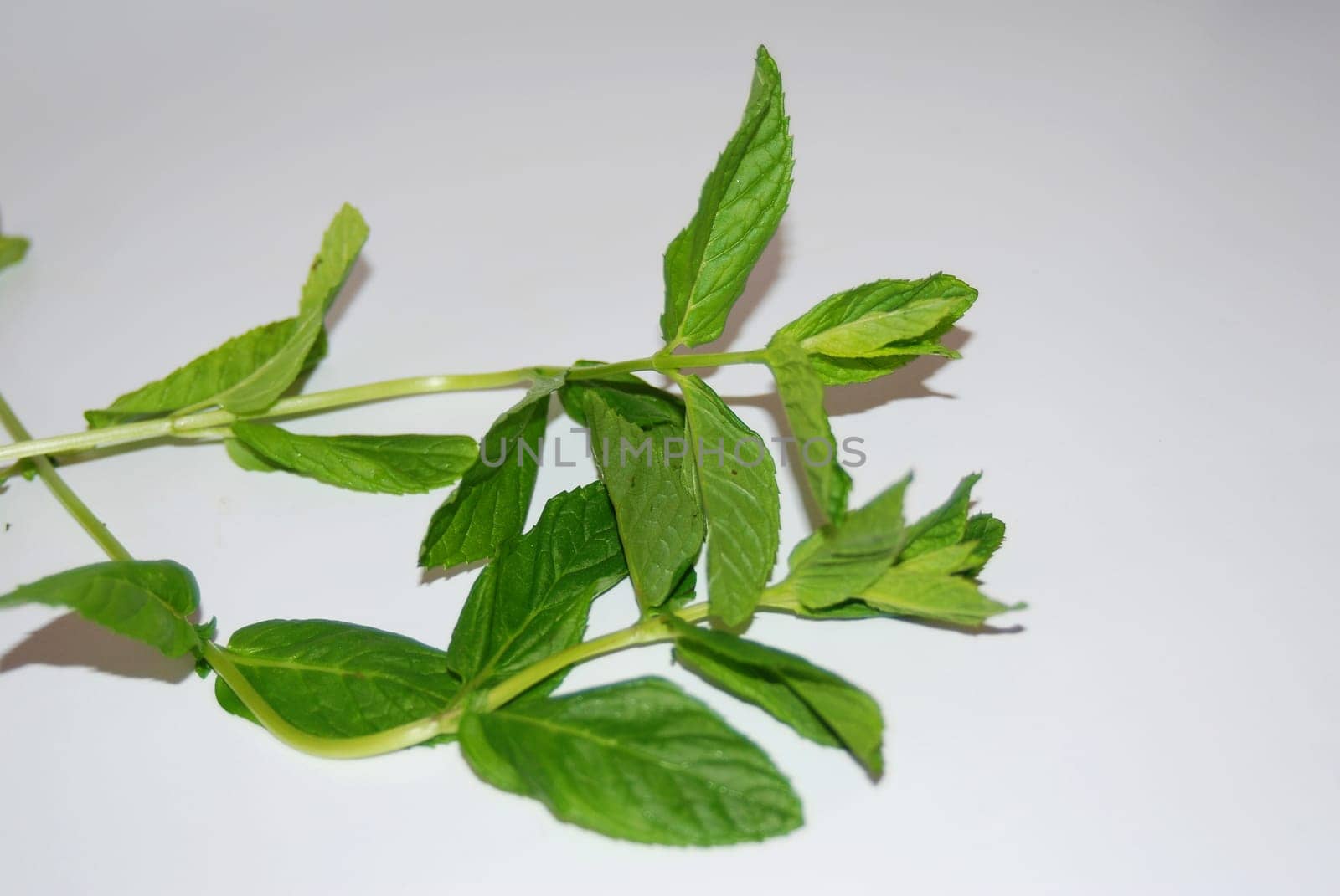 Peppermint