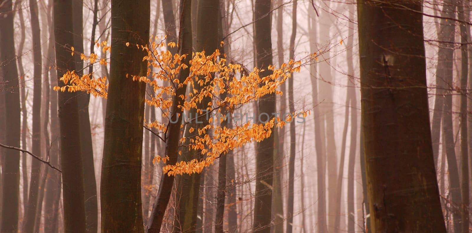 forest without cake without mushrooms without gras without aegeria
