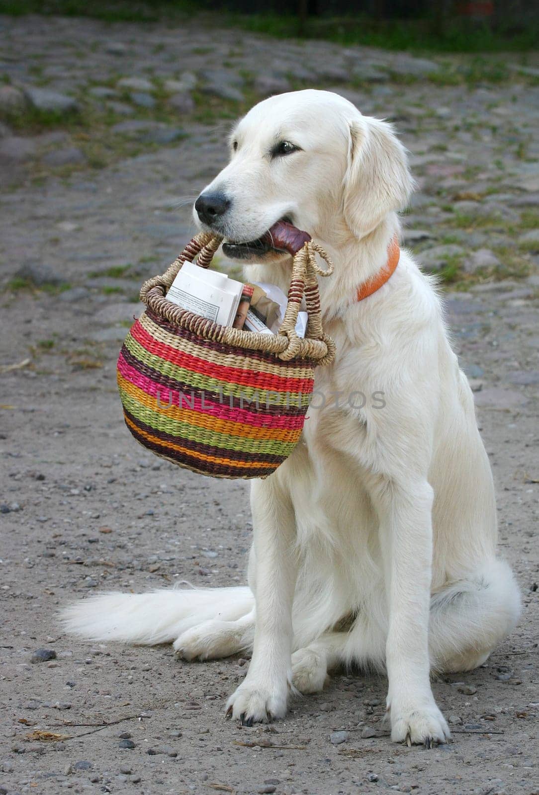 Servicedog