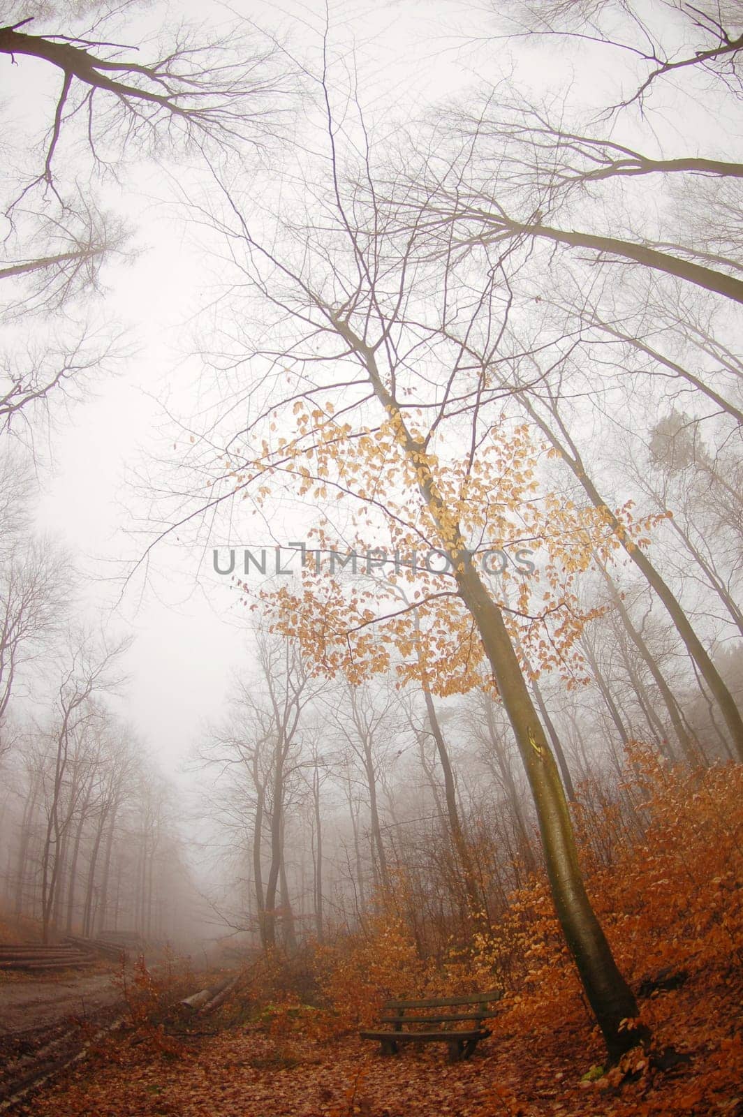 Trees