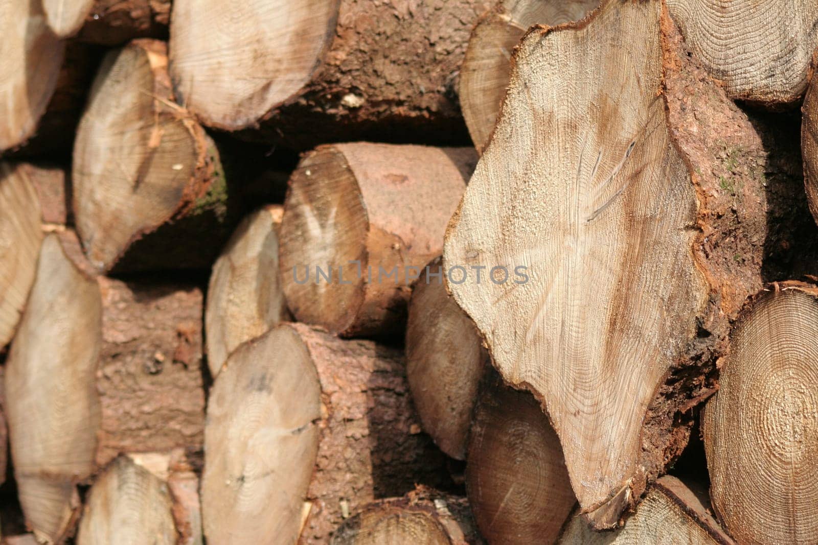Woodpile