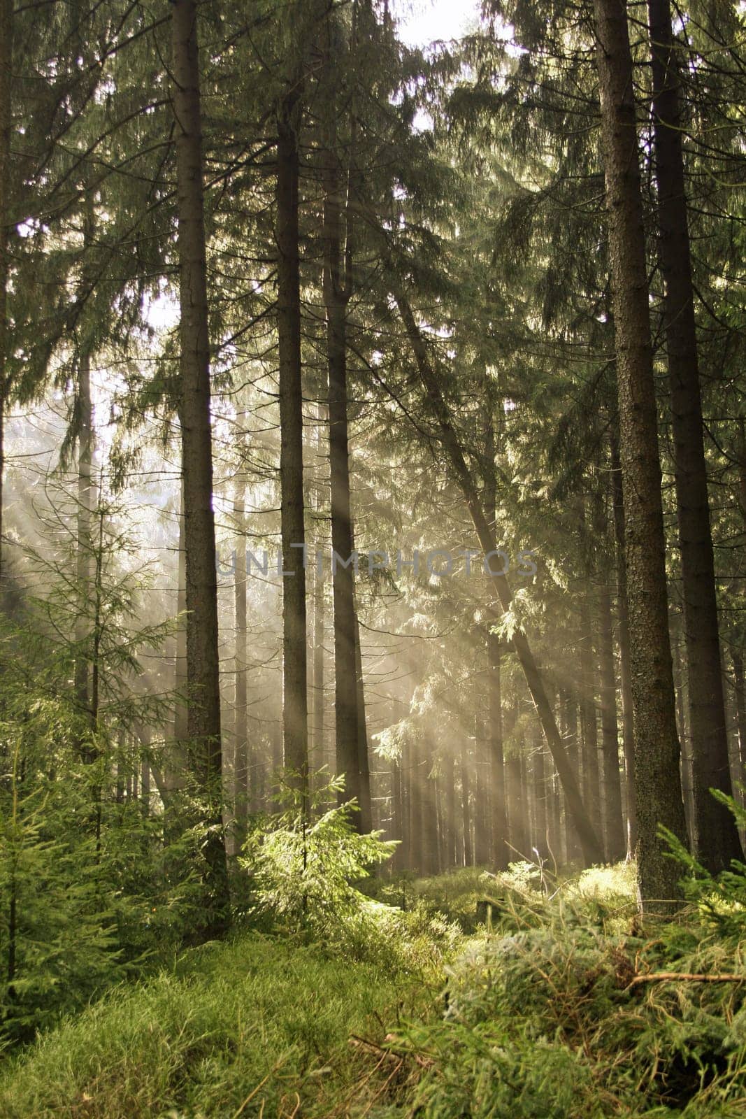 Sunbeams