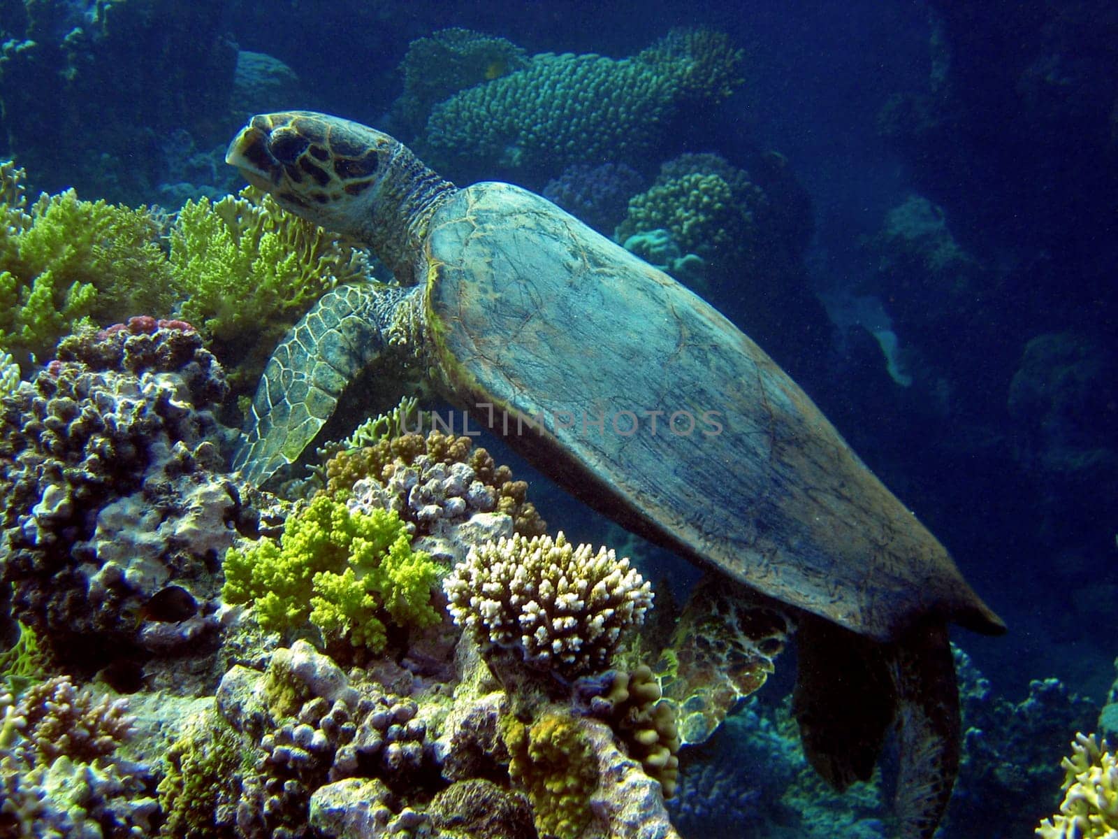 Hawksbill turtle