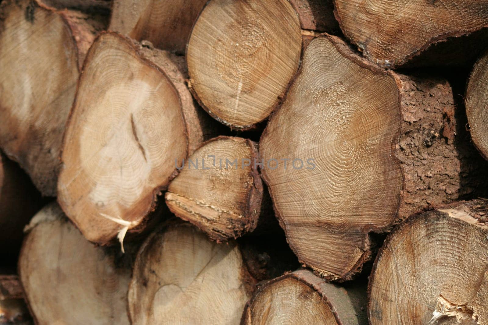 Woodpile 2
