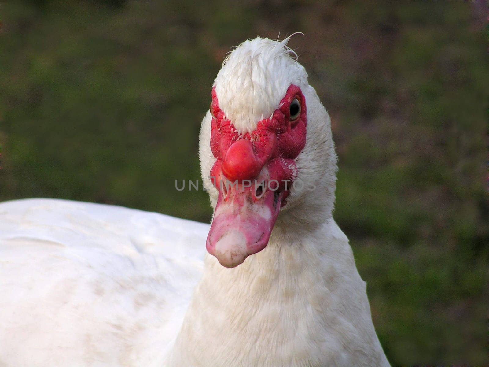 Beautiful goose in portrait
