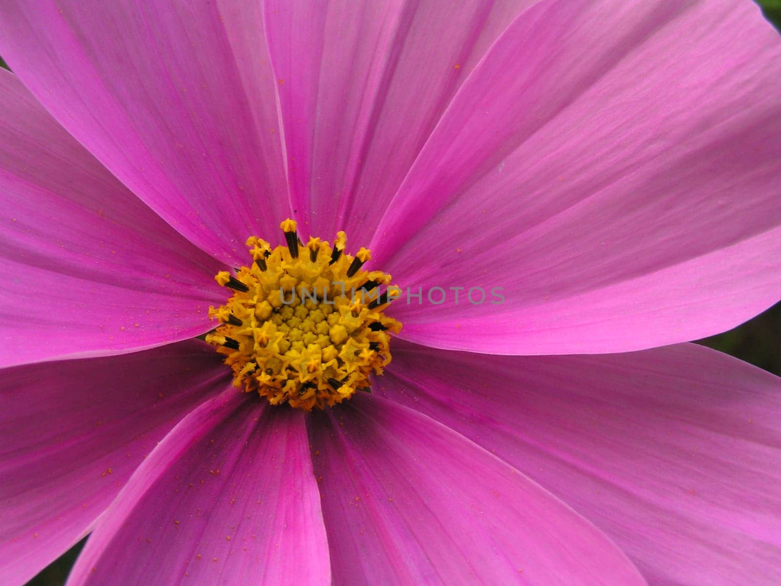 Pink-pink