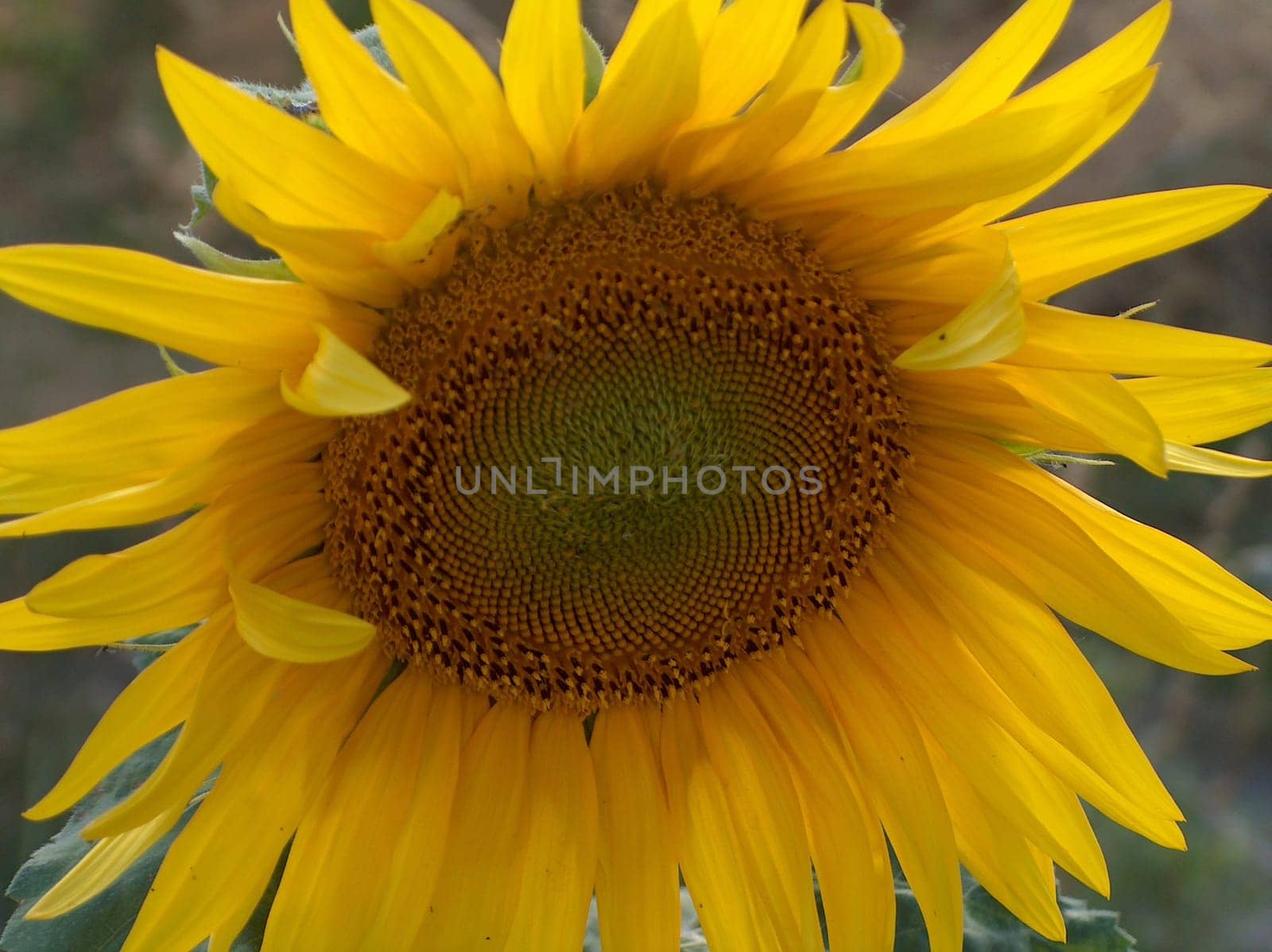 Sunflower