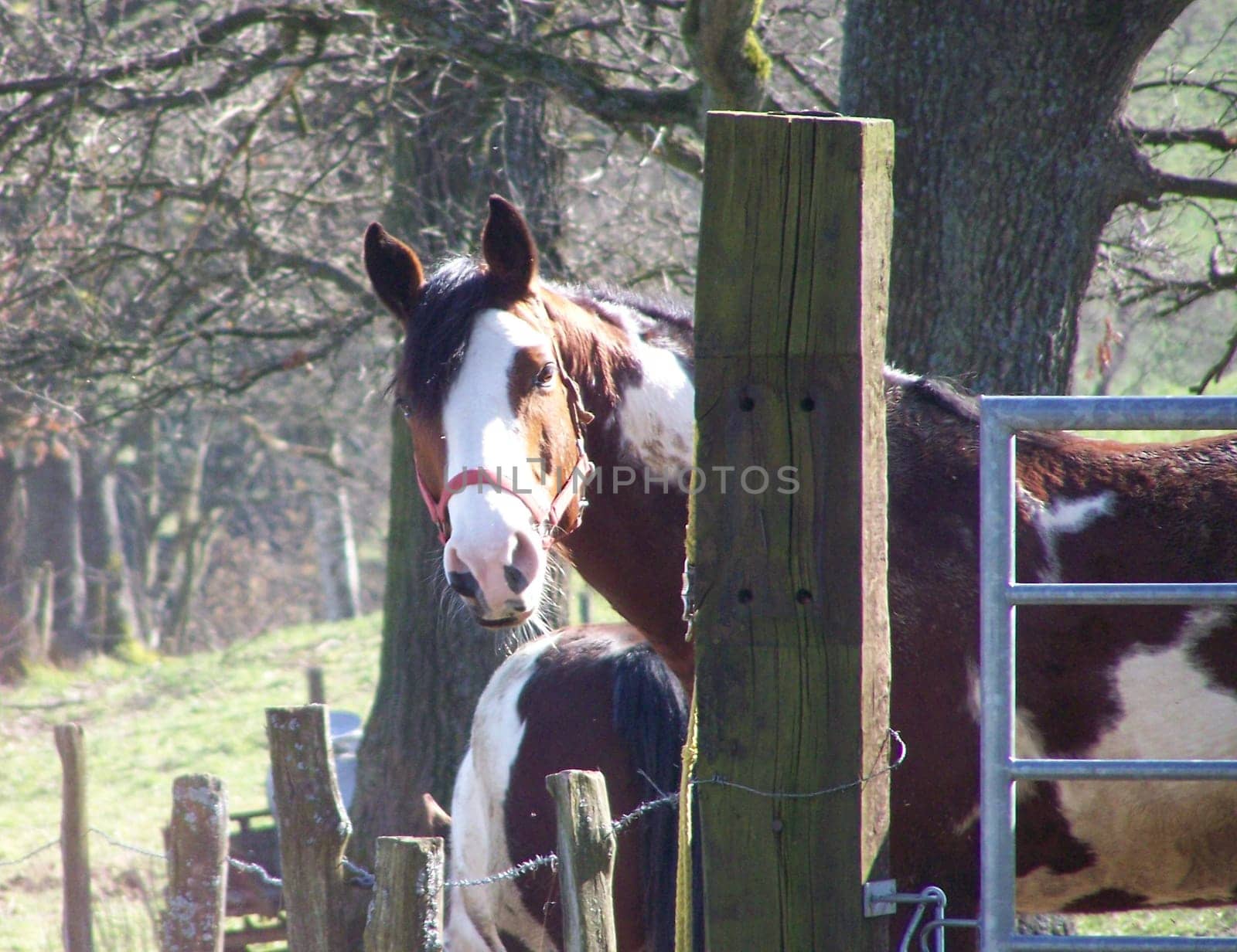 Horse View