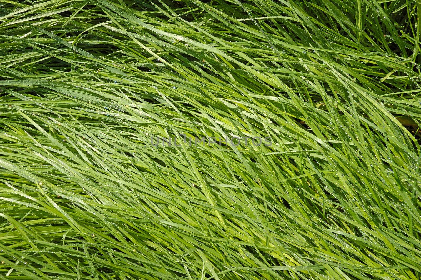 Fresh green meadow with dewdrops