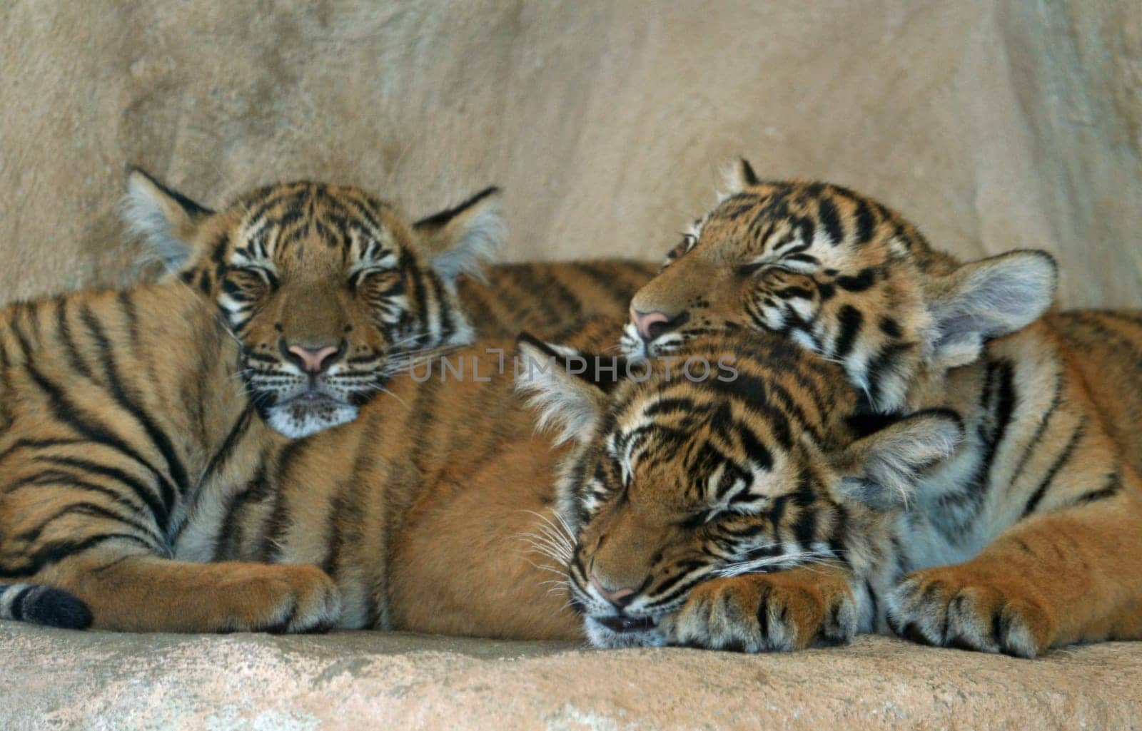 Siesta