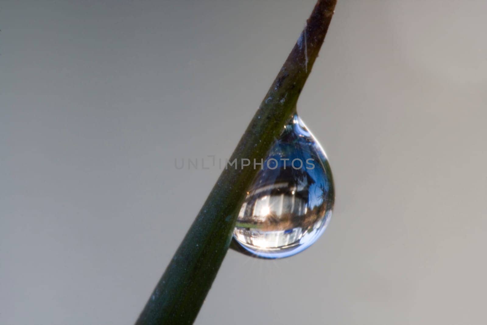 Dewdrops with reflection