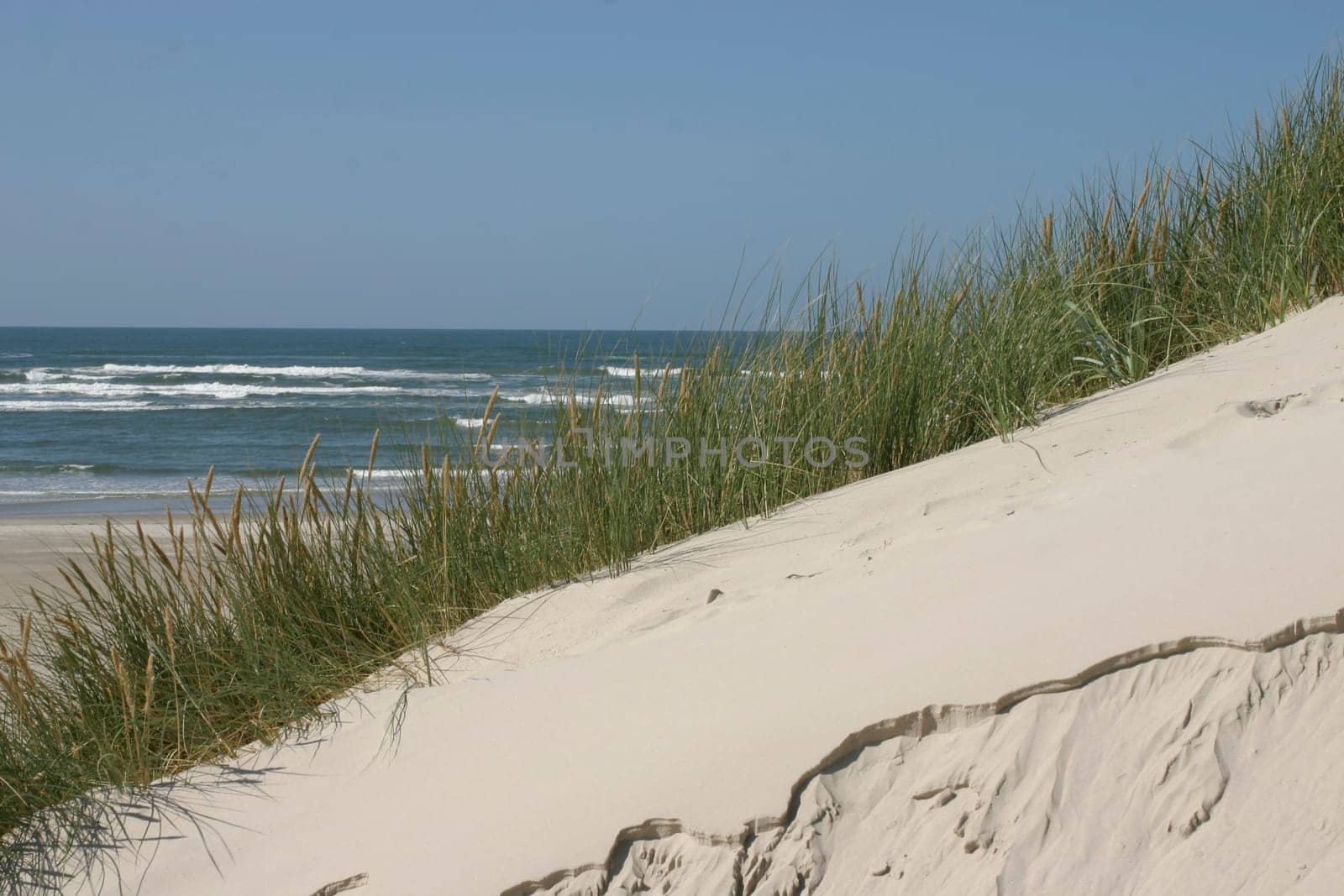 Dune with sea in the background