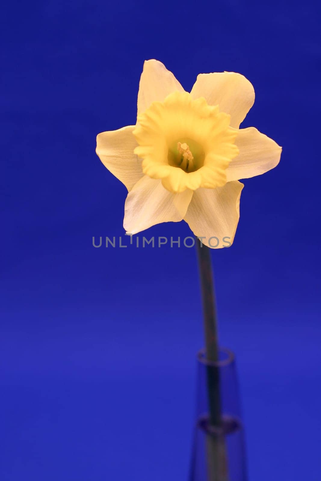 Narcissus