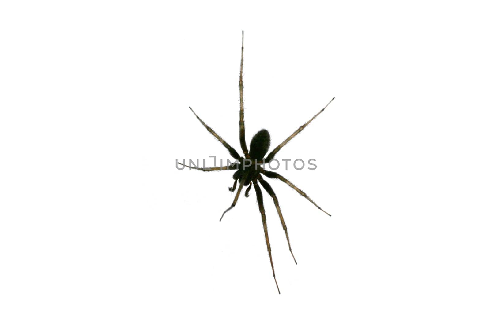 Black spider