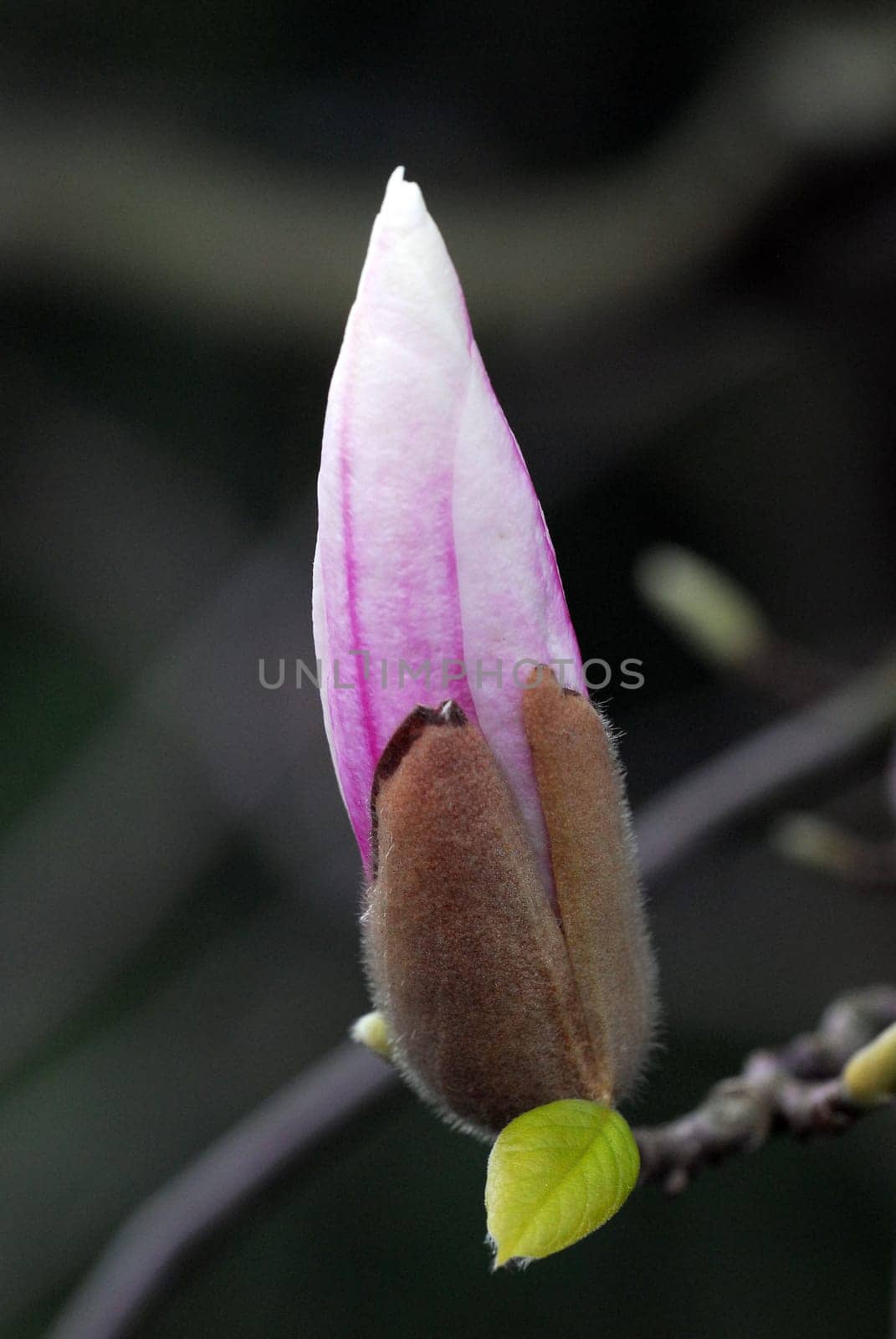 Magnolia blossom