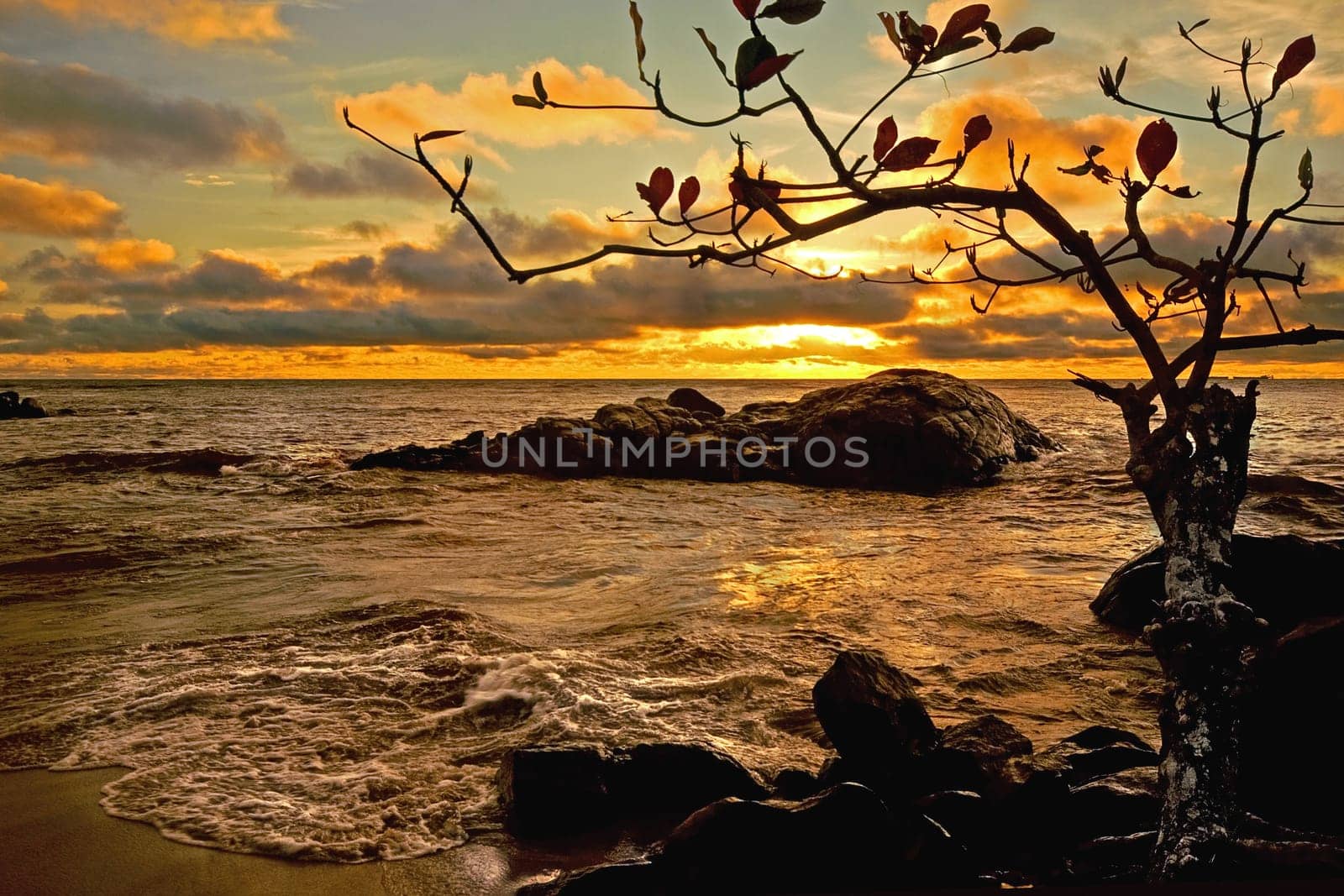 Once again one of my favorite trees on the Lobé coast,I hope I don't bore you with it...