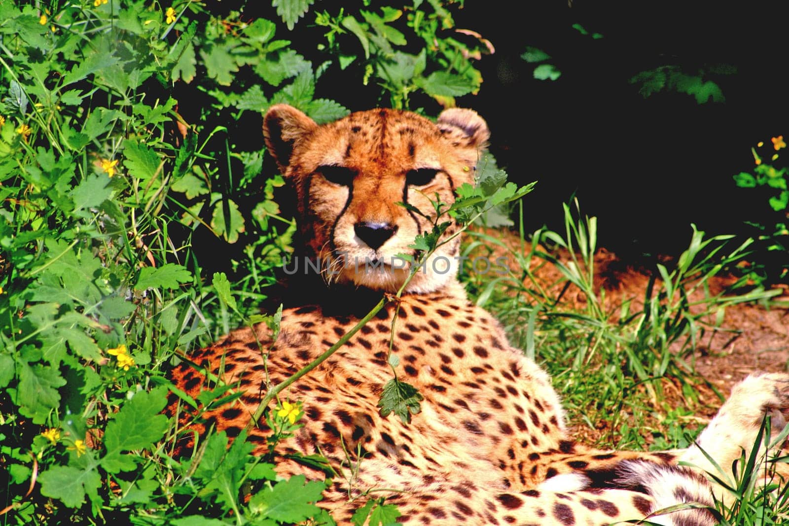 Cheetah