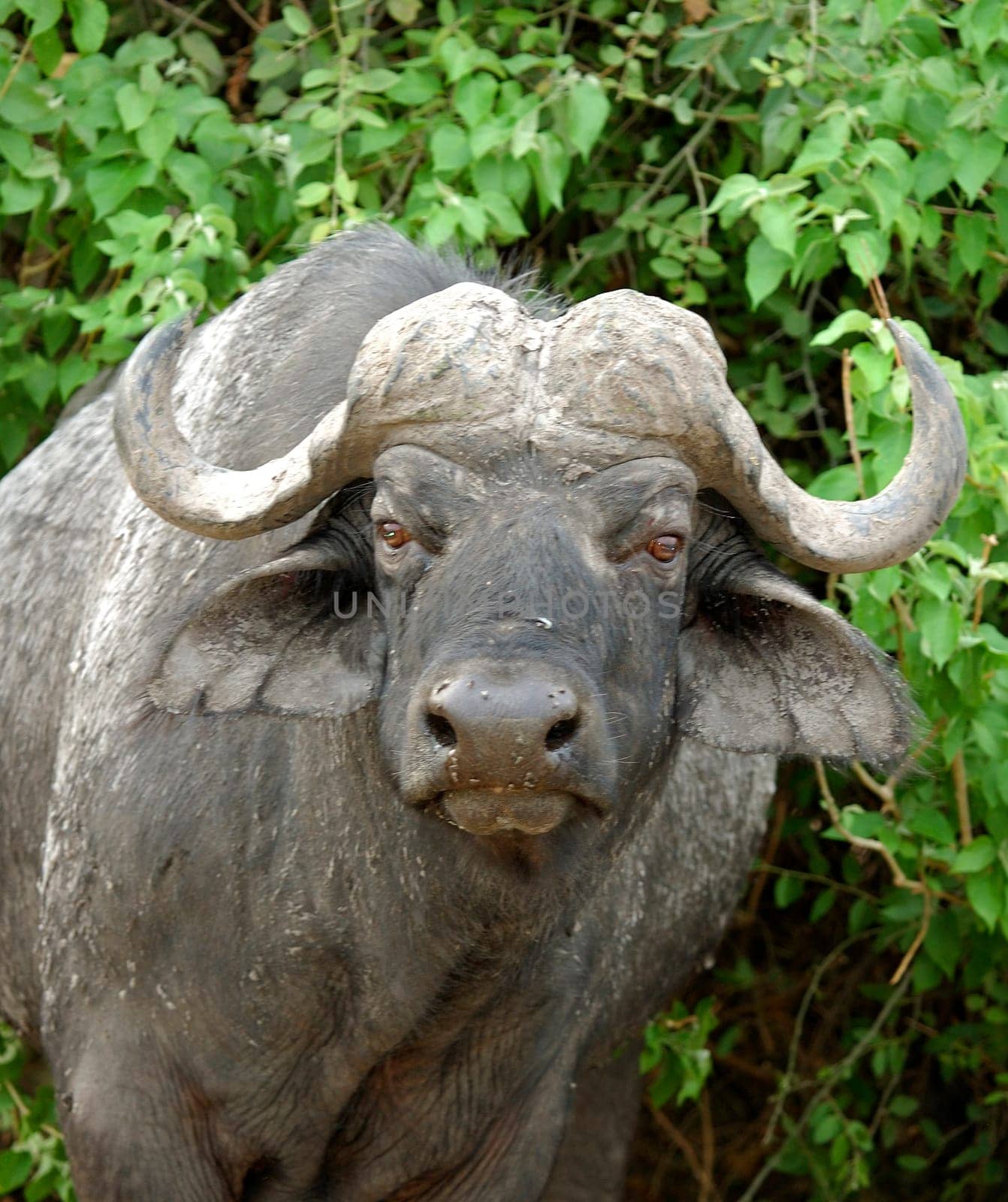 Cape buffalo