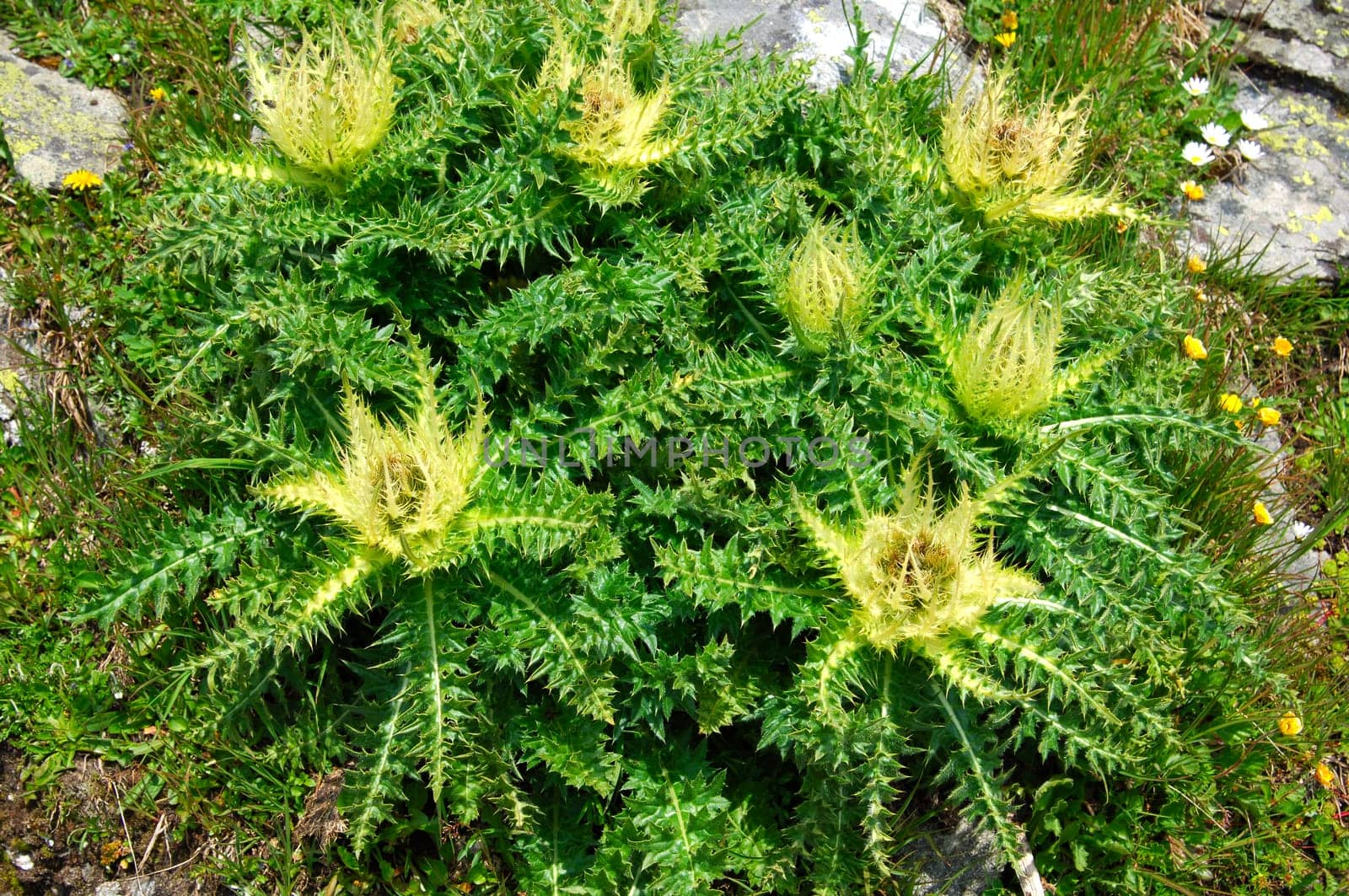 Thistle