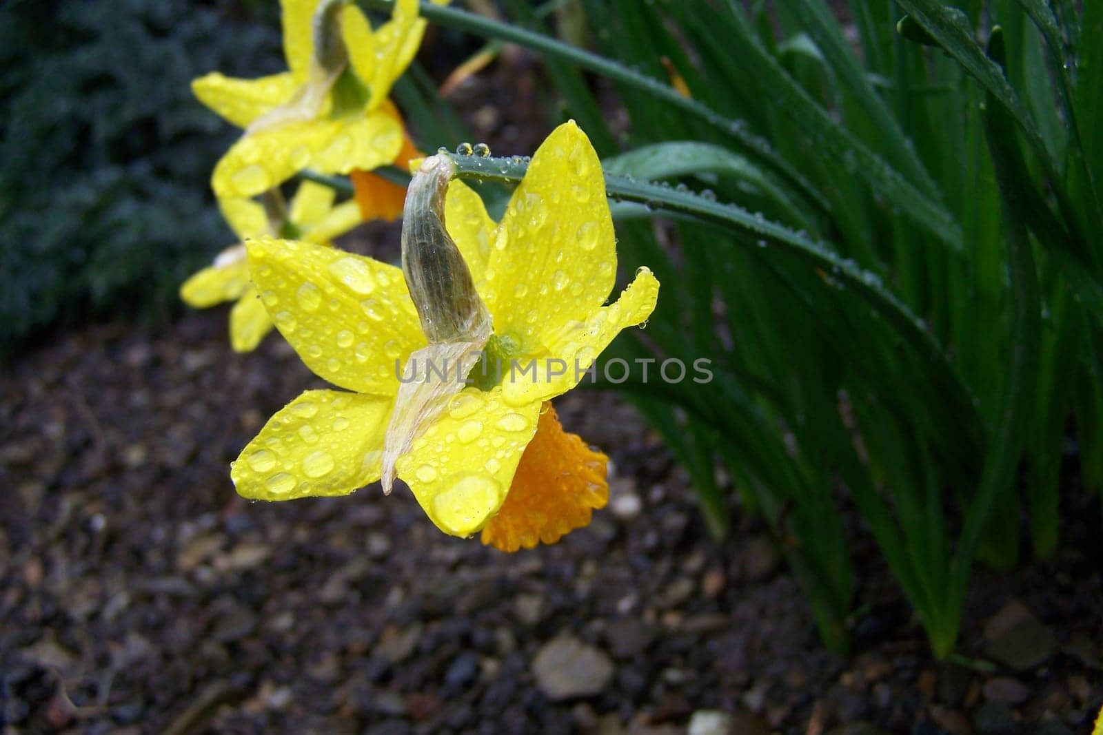 Dew flower