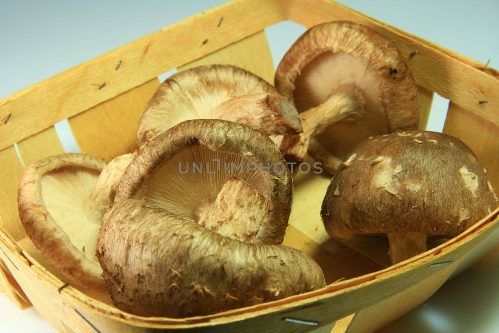 Shiitake