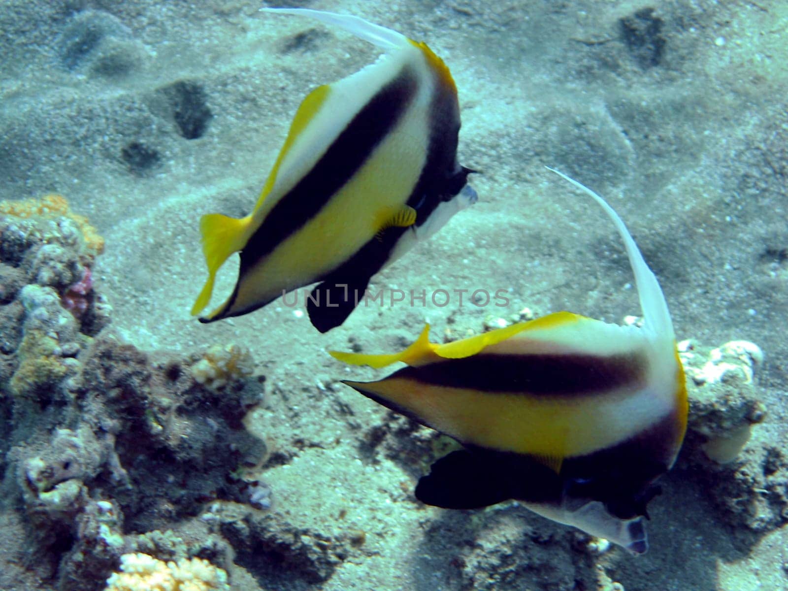 Red Sea bannerfish