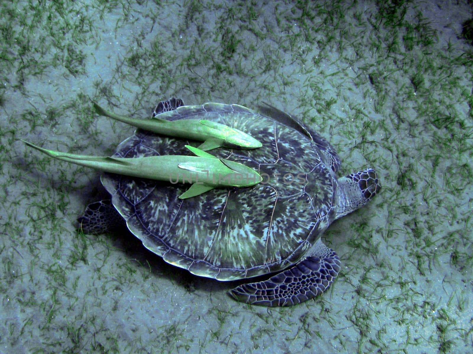 On the seabed..