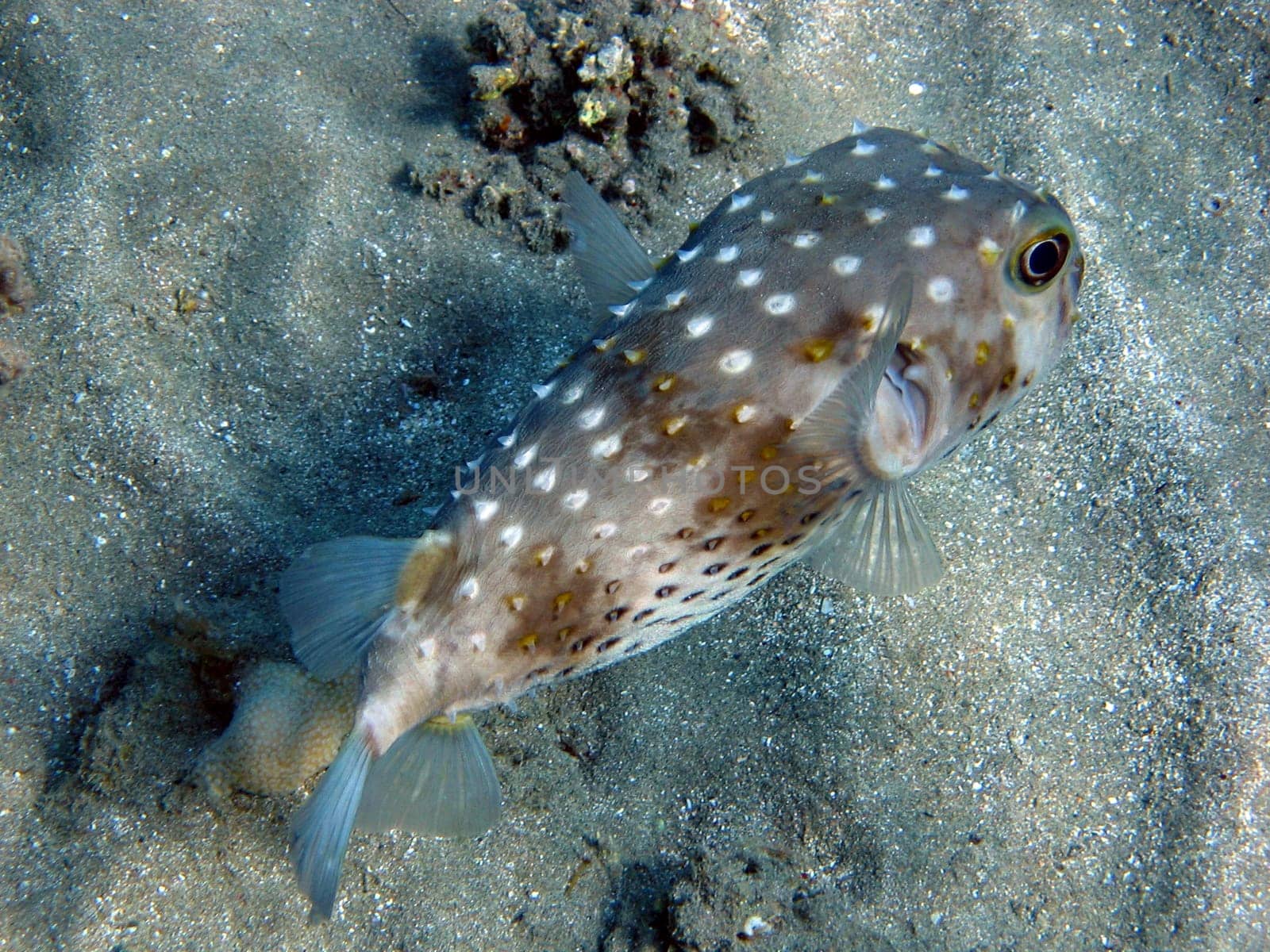 Yellow-spotted hedgehog fish
