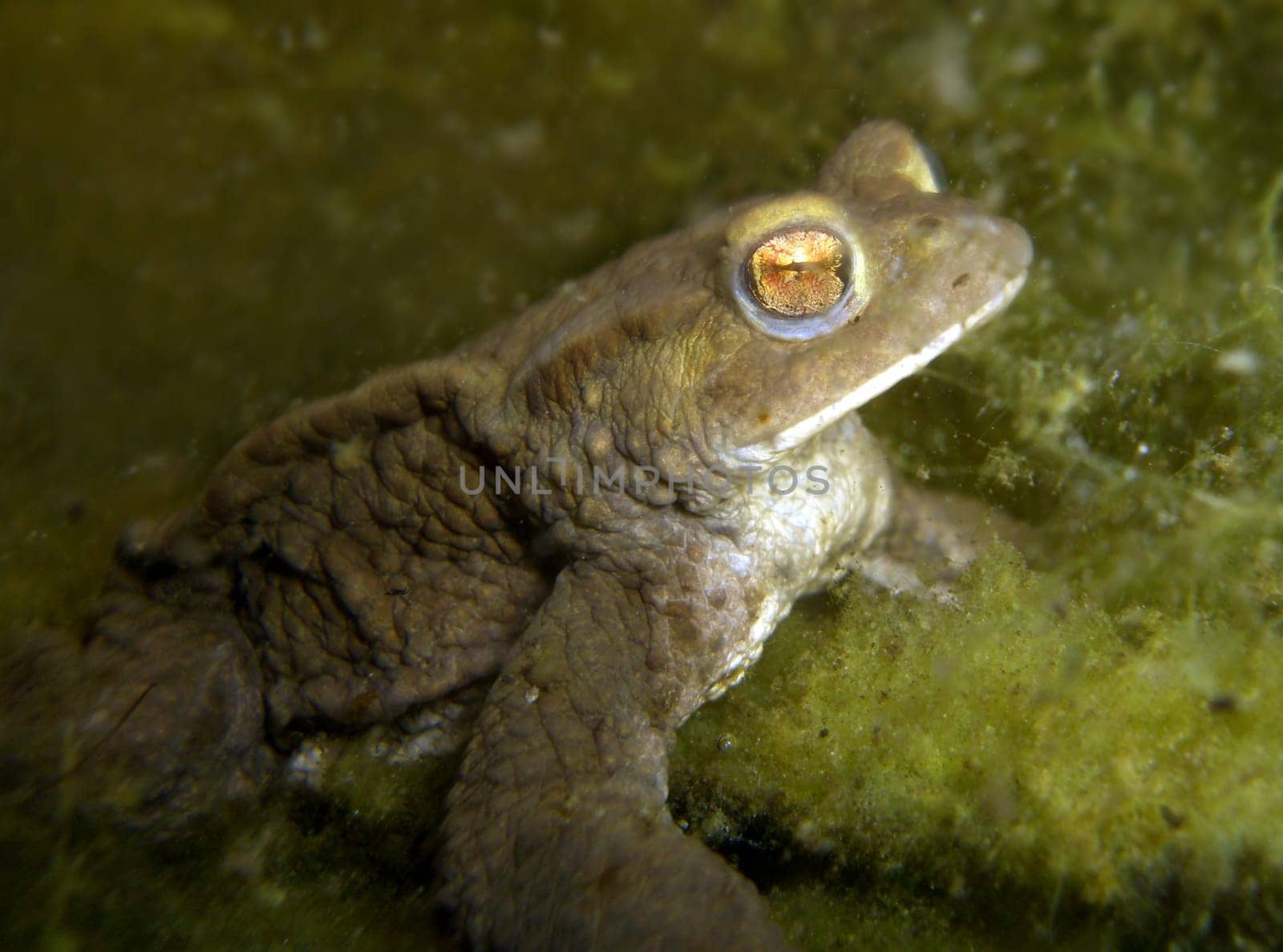 Common toad