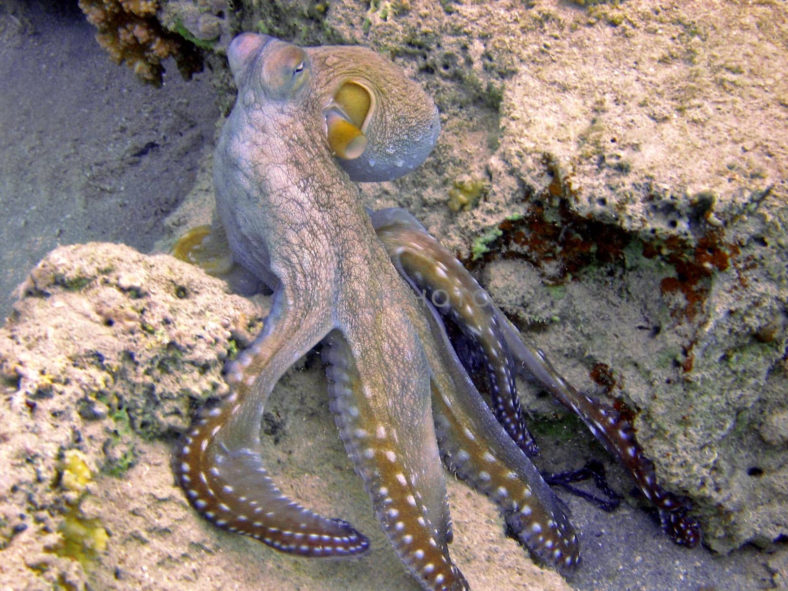 multicolored octopus
