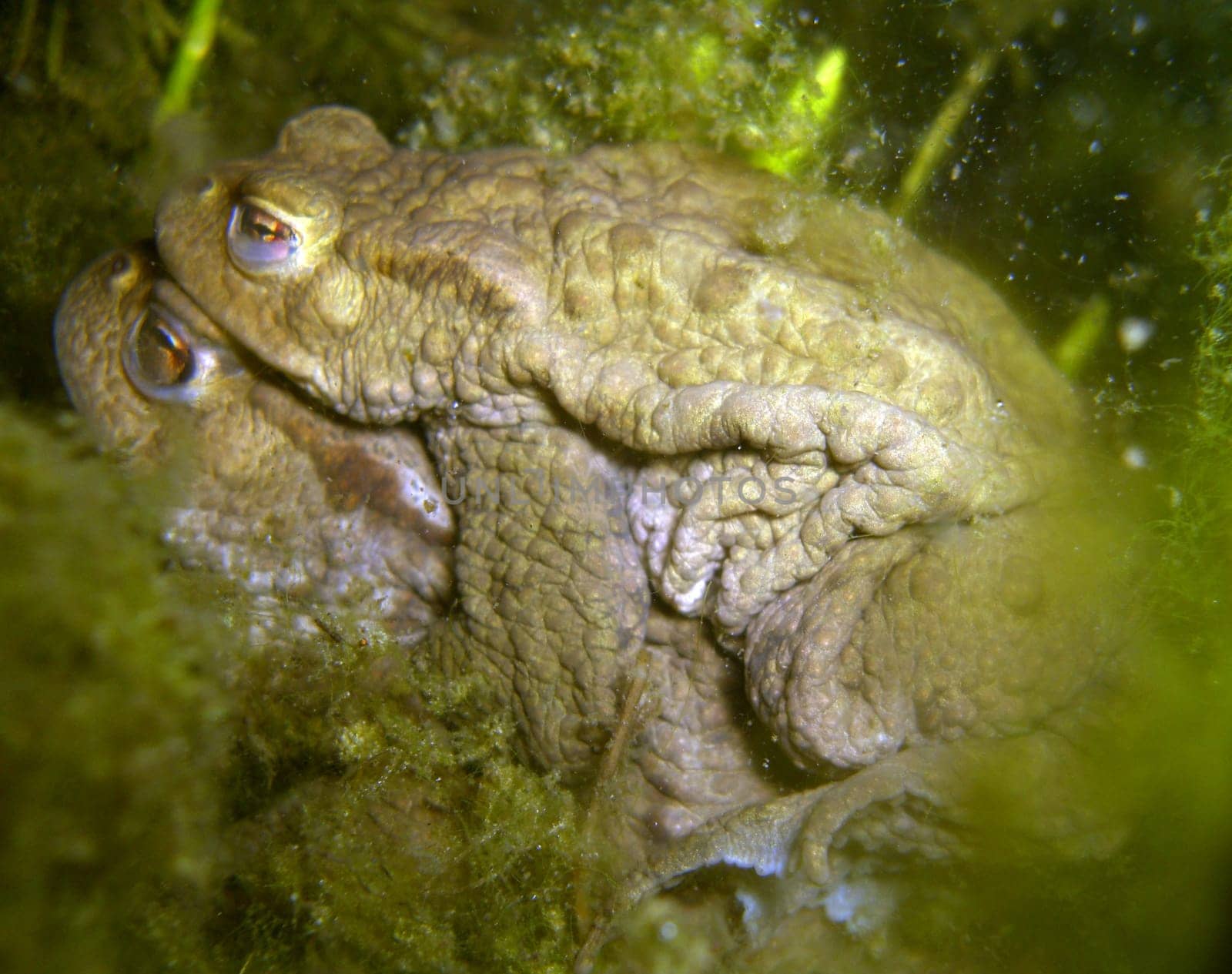 Common toads mating