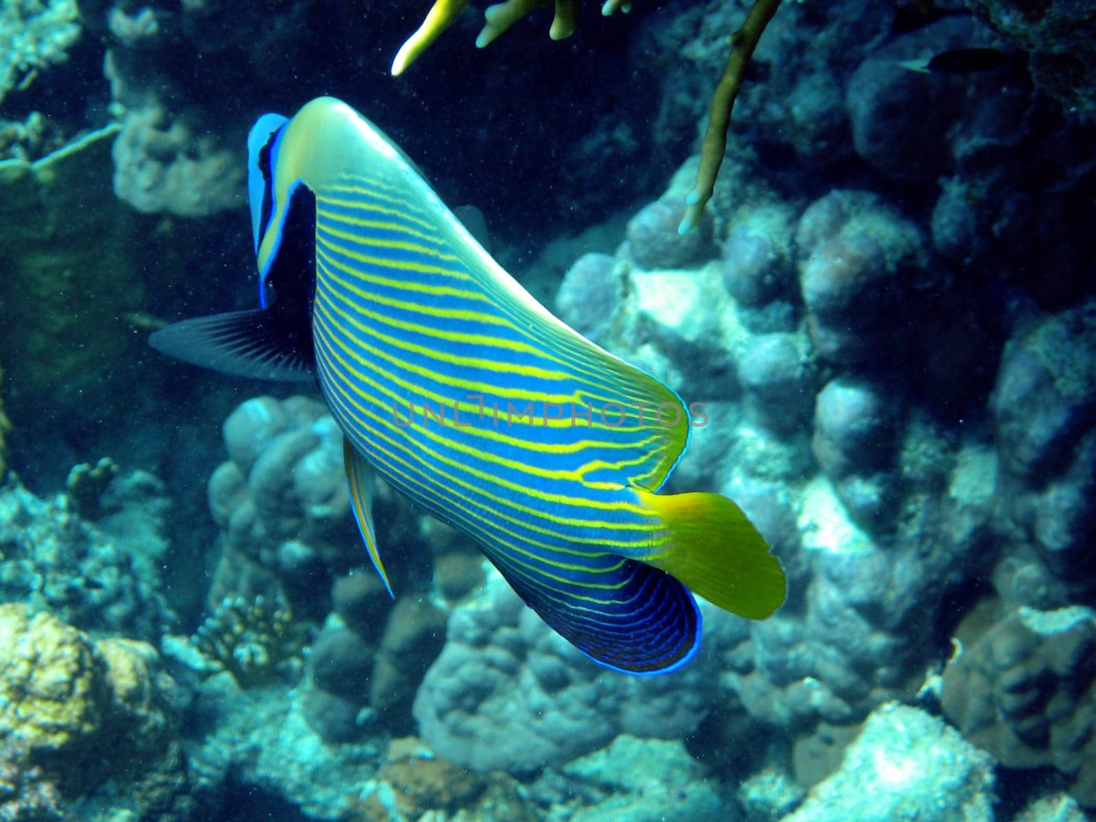 Emperor Angelfish