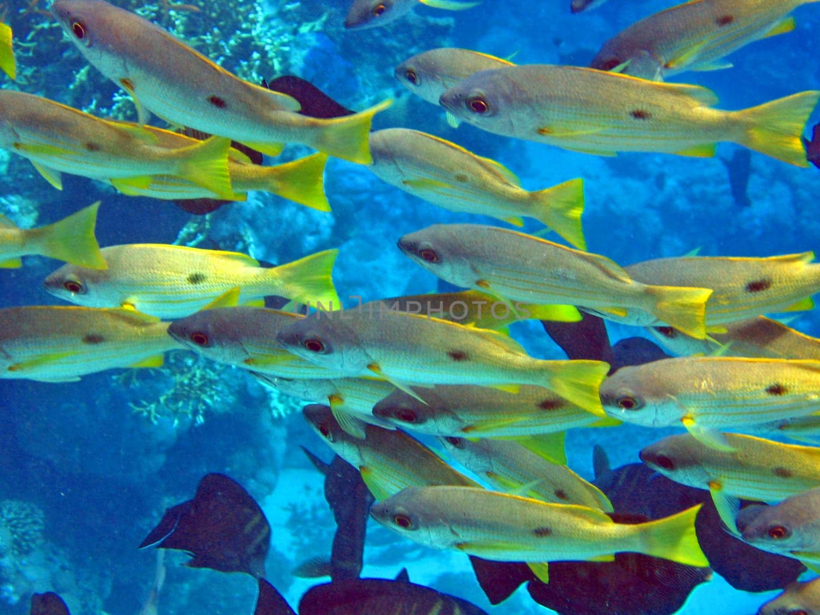 Ehrenberg's Snapper