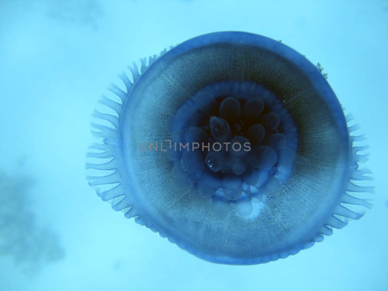 Blue root mouth jellyfish
