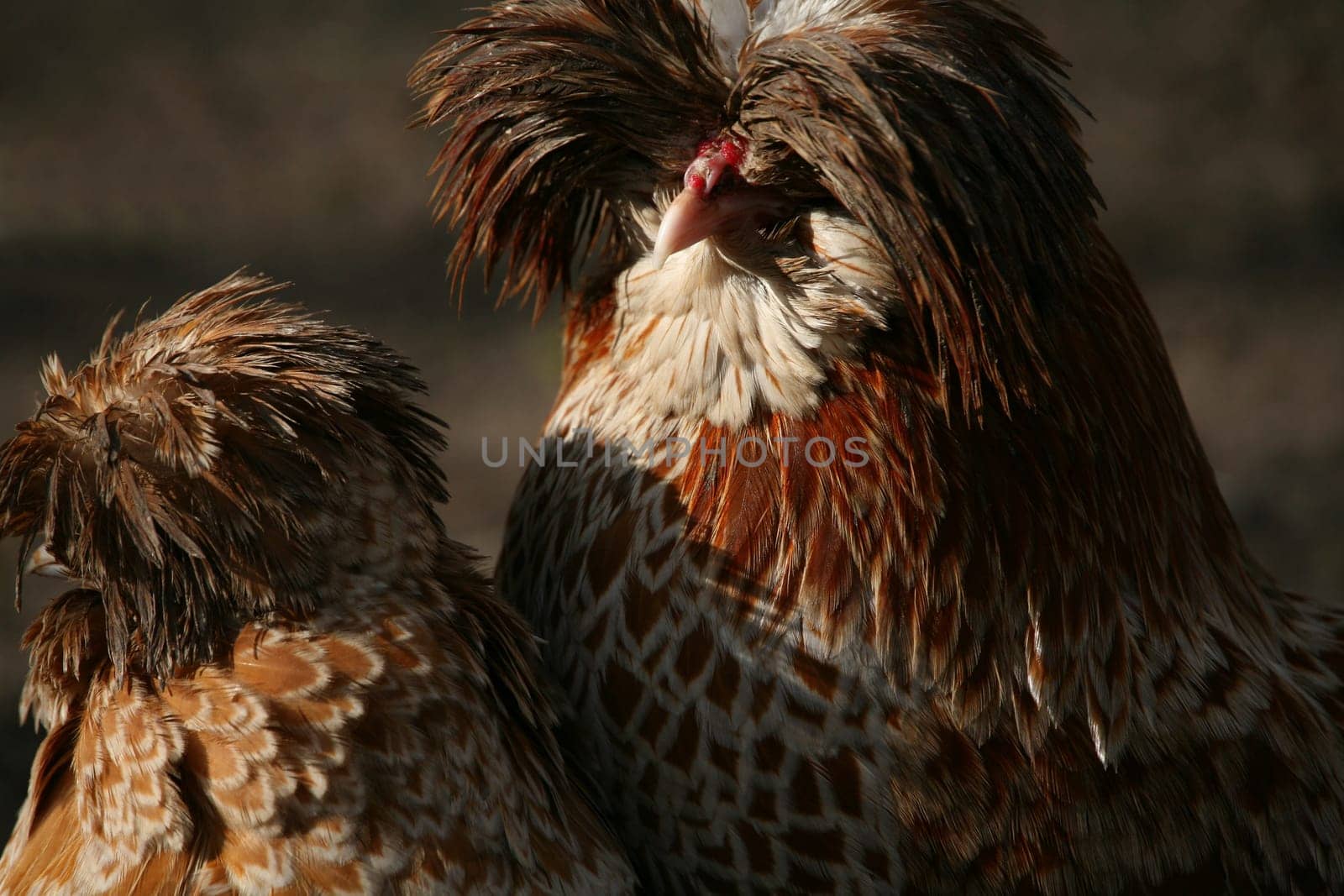 Dwarf Paduans (rooster and hen)