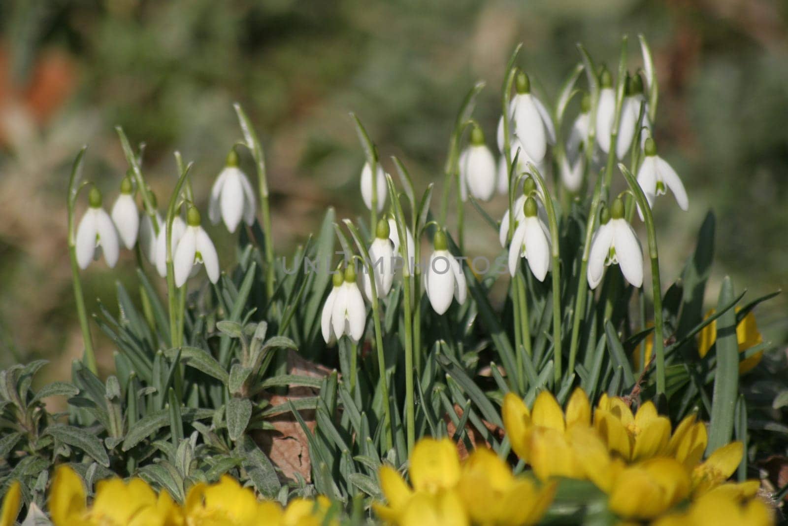 Snowdrop