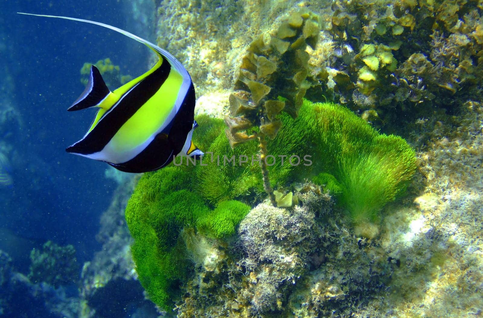 Halterfish have a typical black-white-yellow pattern,discus-like body,long pennant. Feeds on algae,sponges and benthic invertebrates. Uses its tubular mouth to get into niches of corals. The halterfish is not