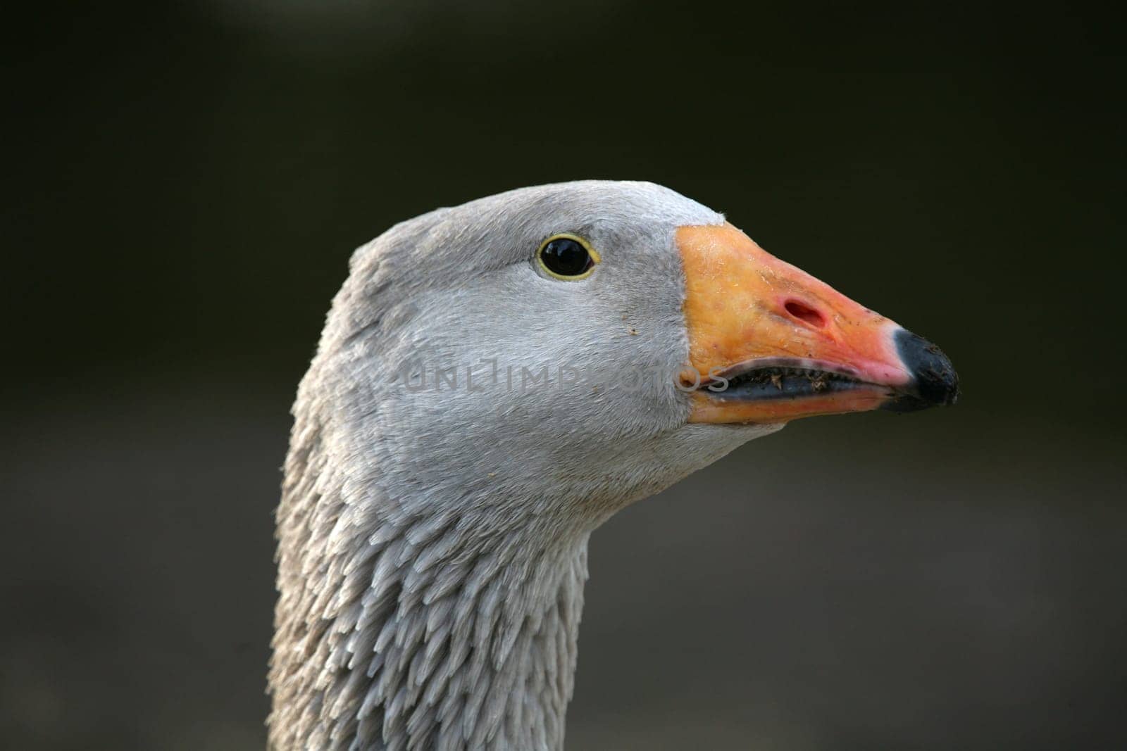 Beautiful poultry