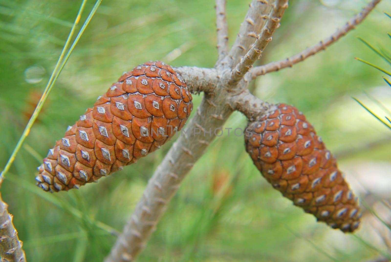 Pine