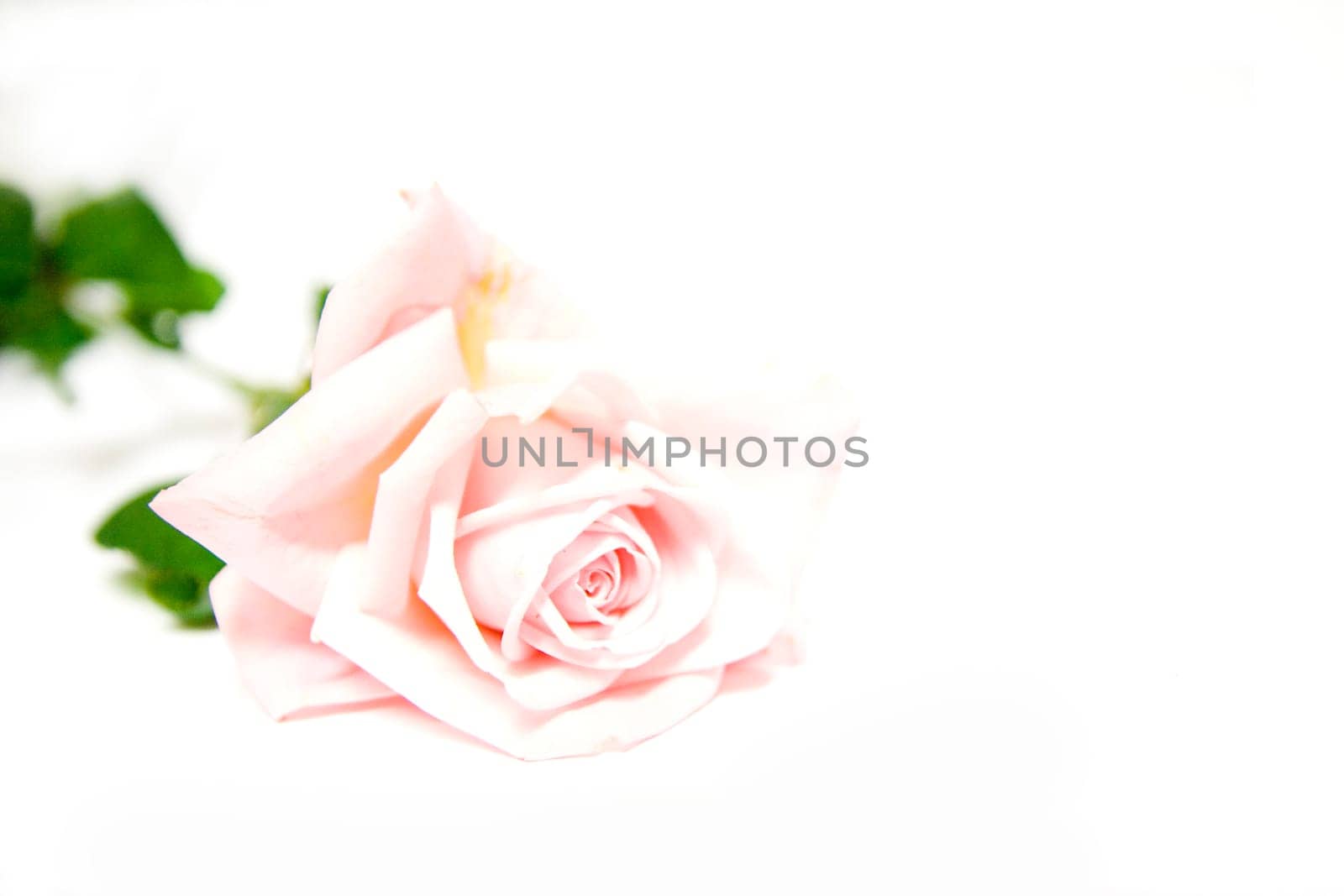 Pink Rose,Highkey