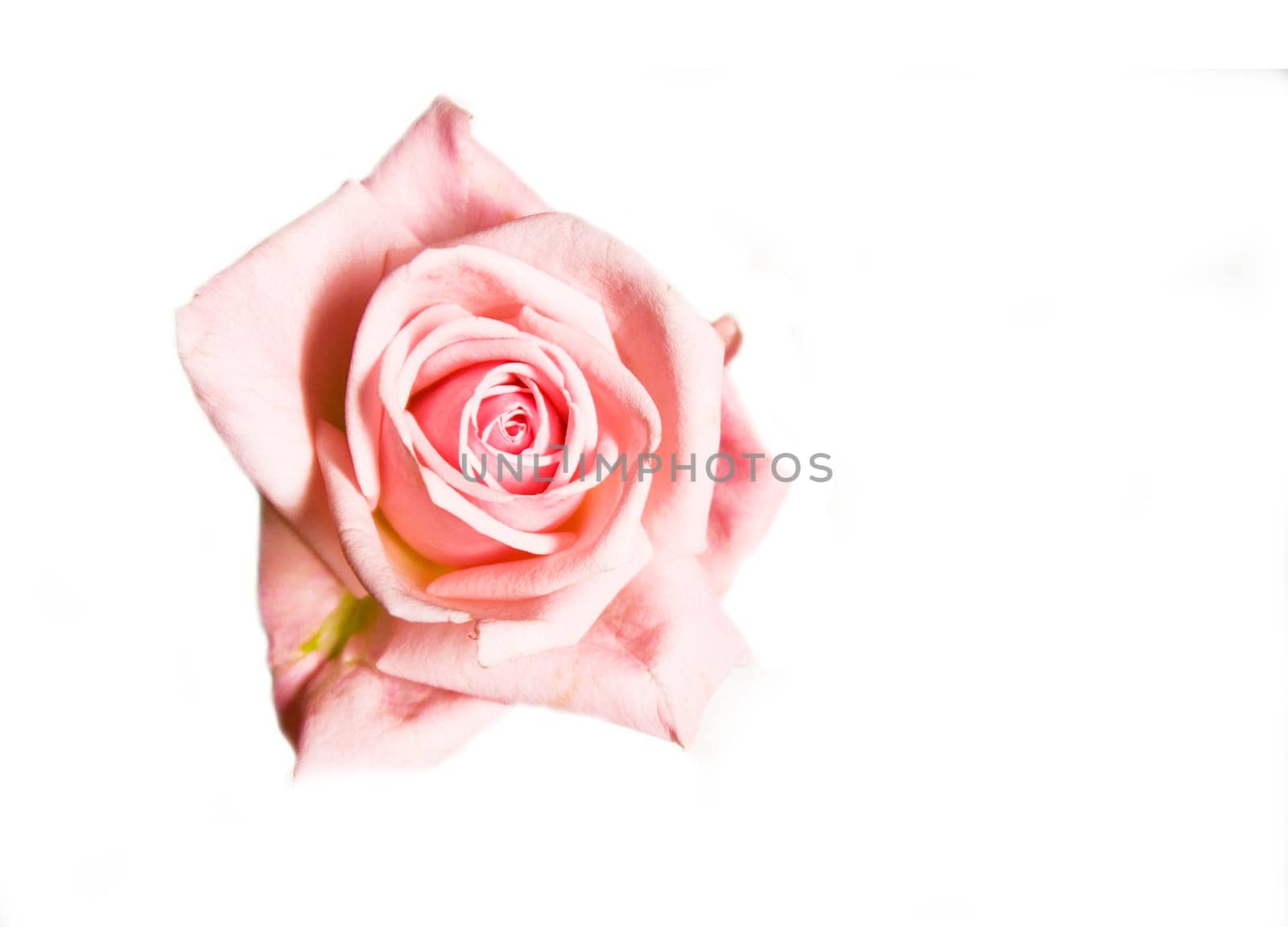 Pink Rose