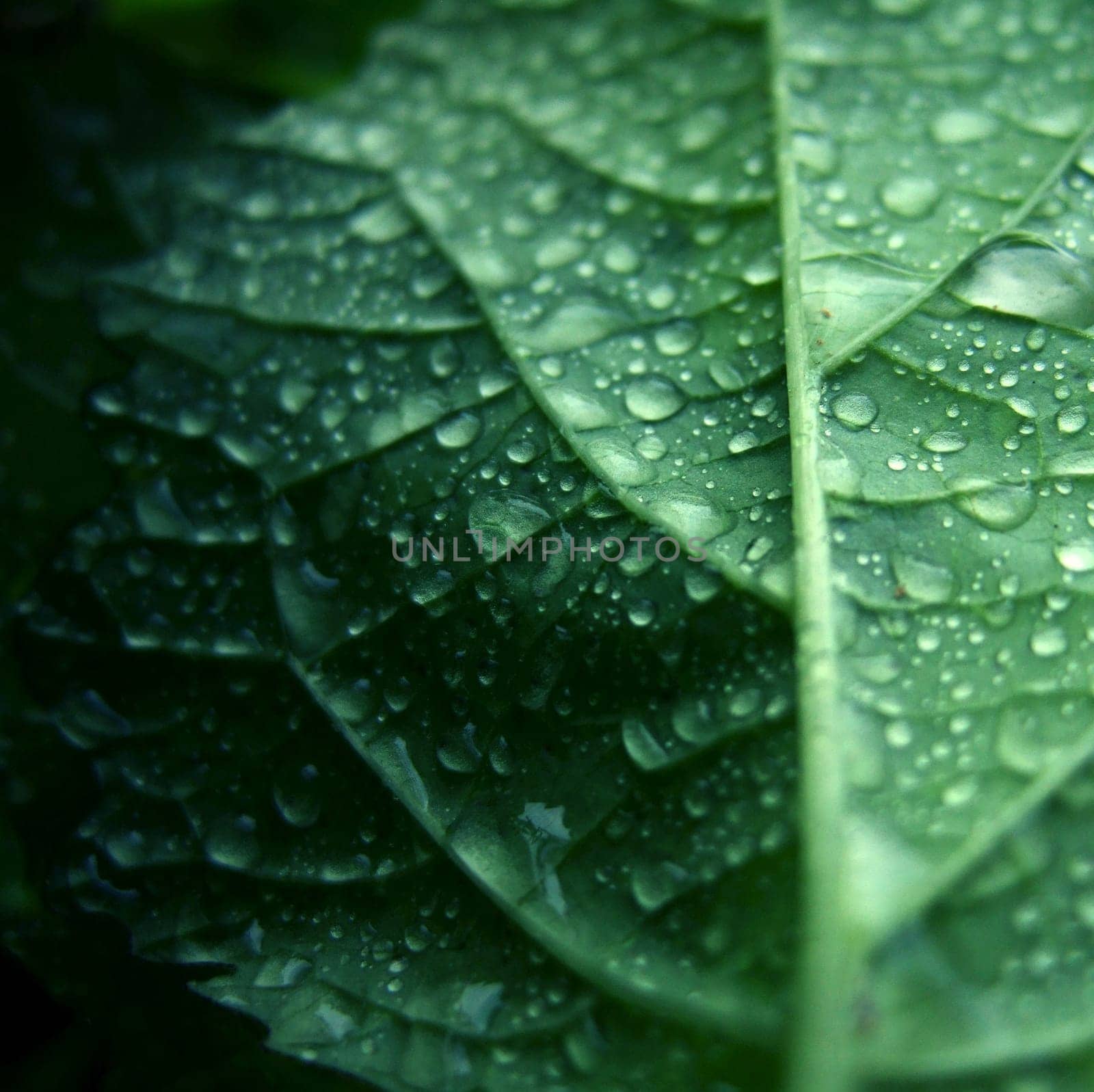 after the rain (2)