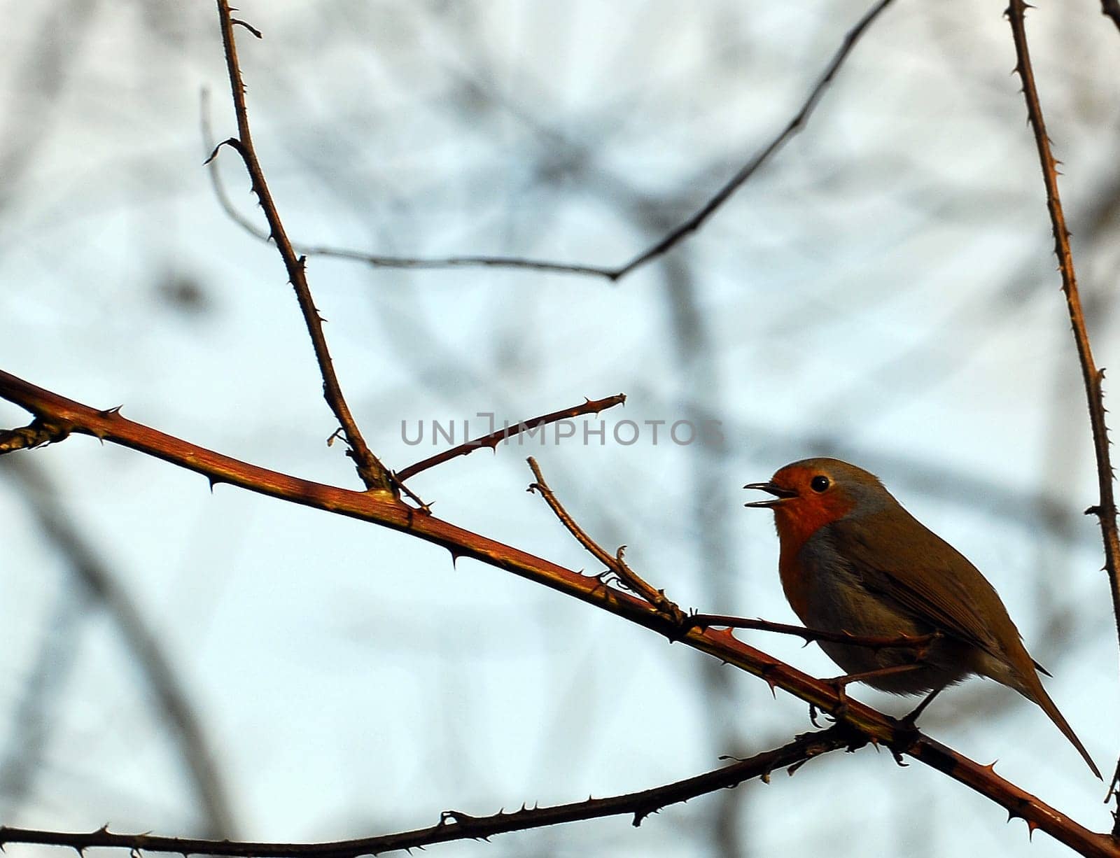 Robin diagonal
