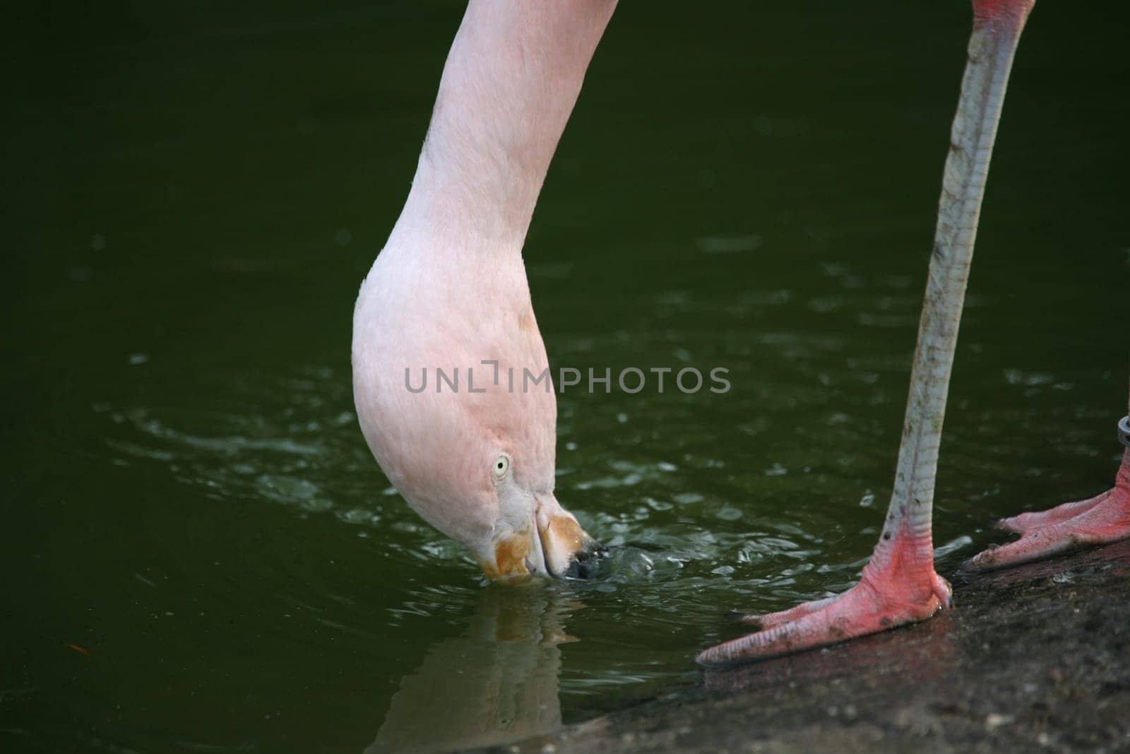 Graceful bird in pink