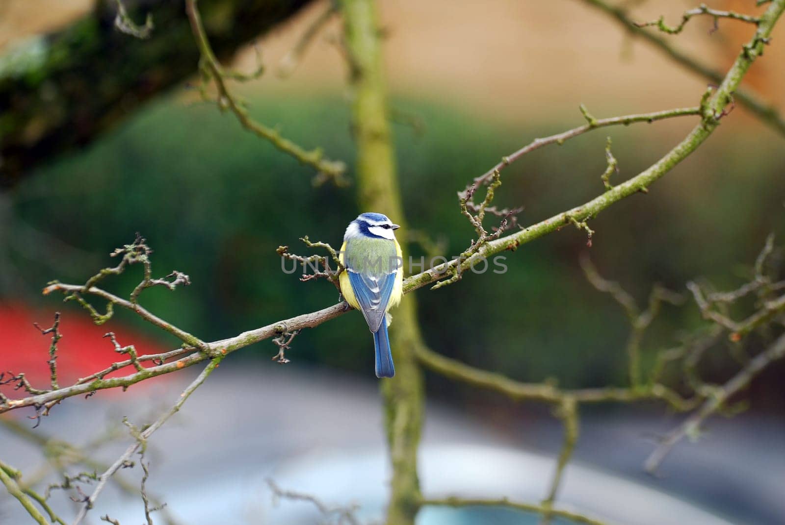 Titmouse
