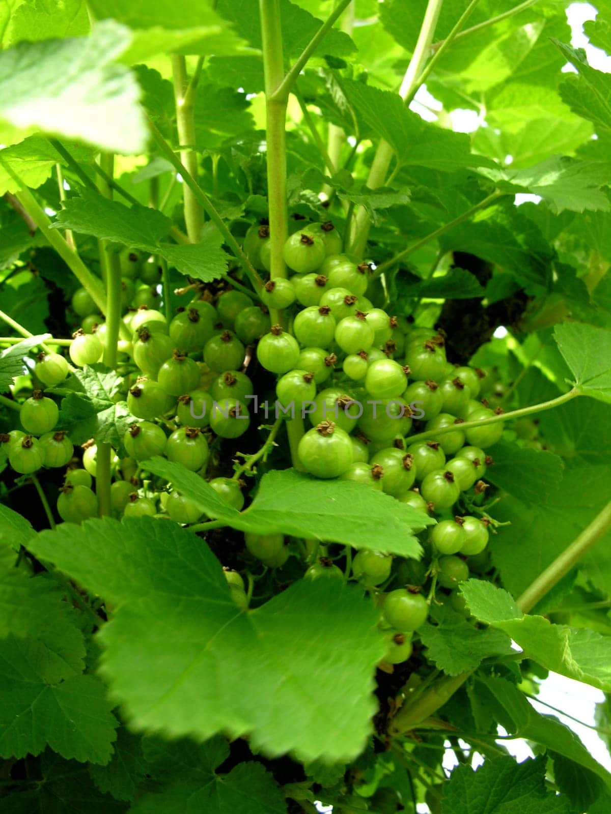 Green currant berries