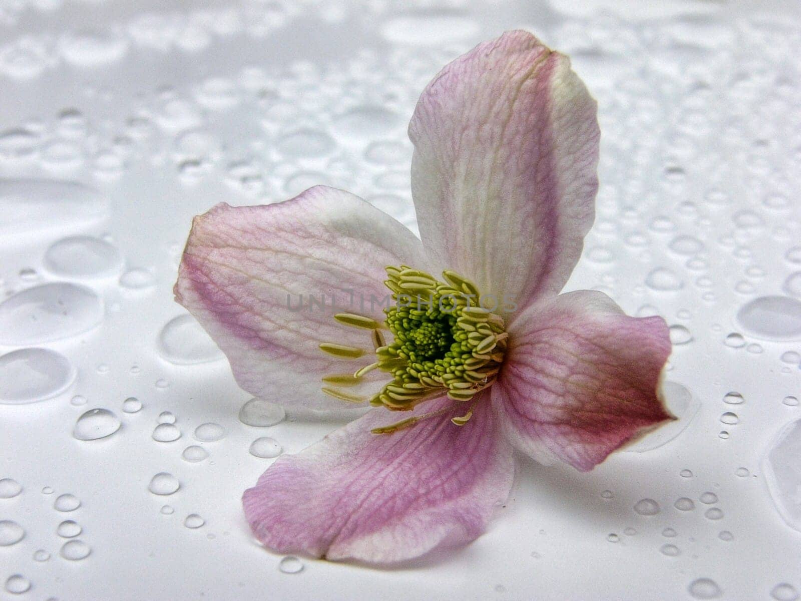 Clematis flower