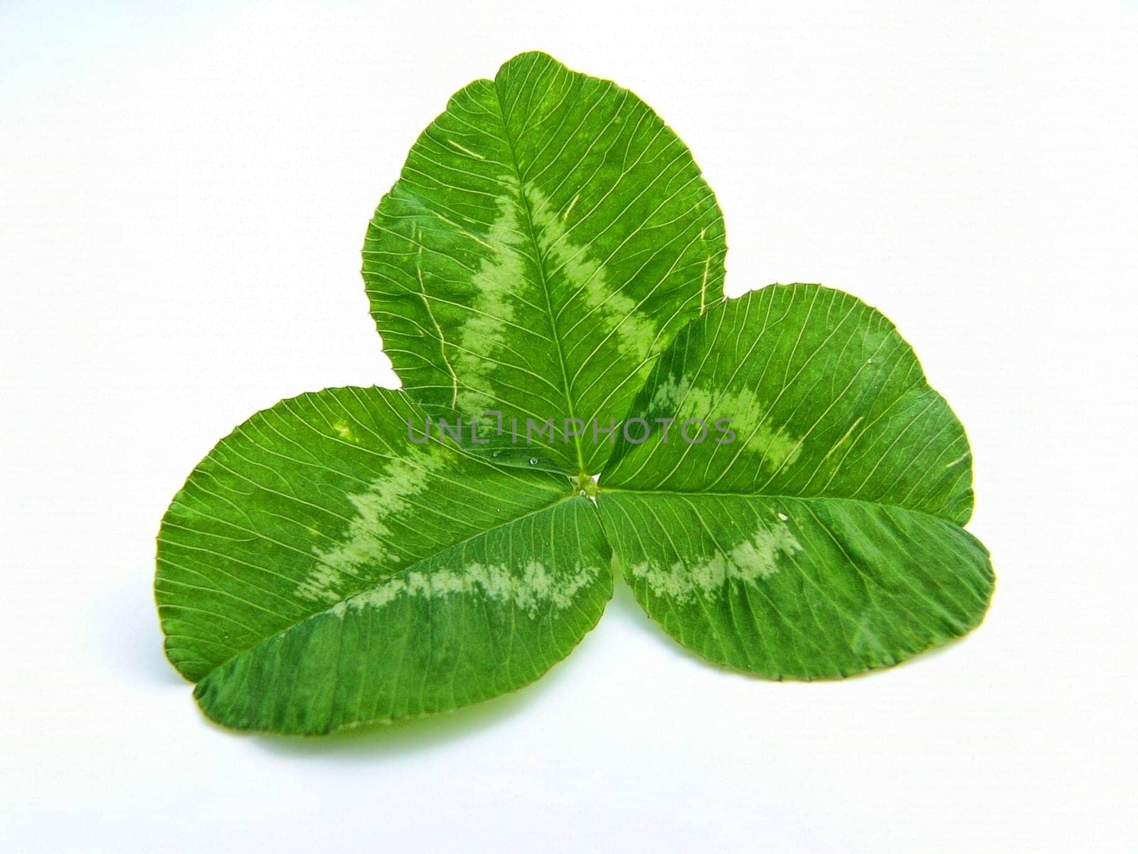 Clover