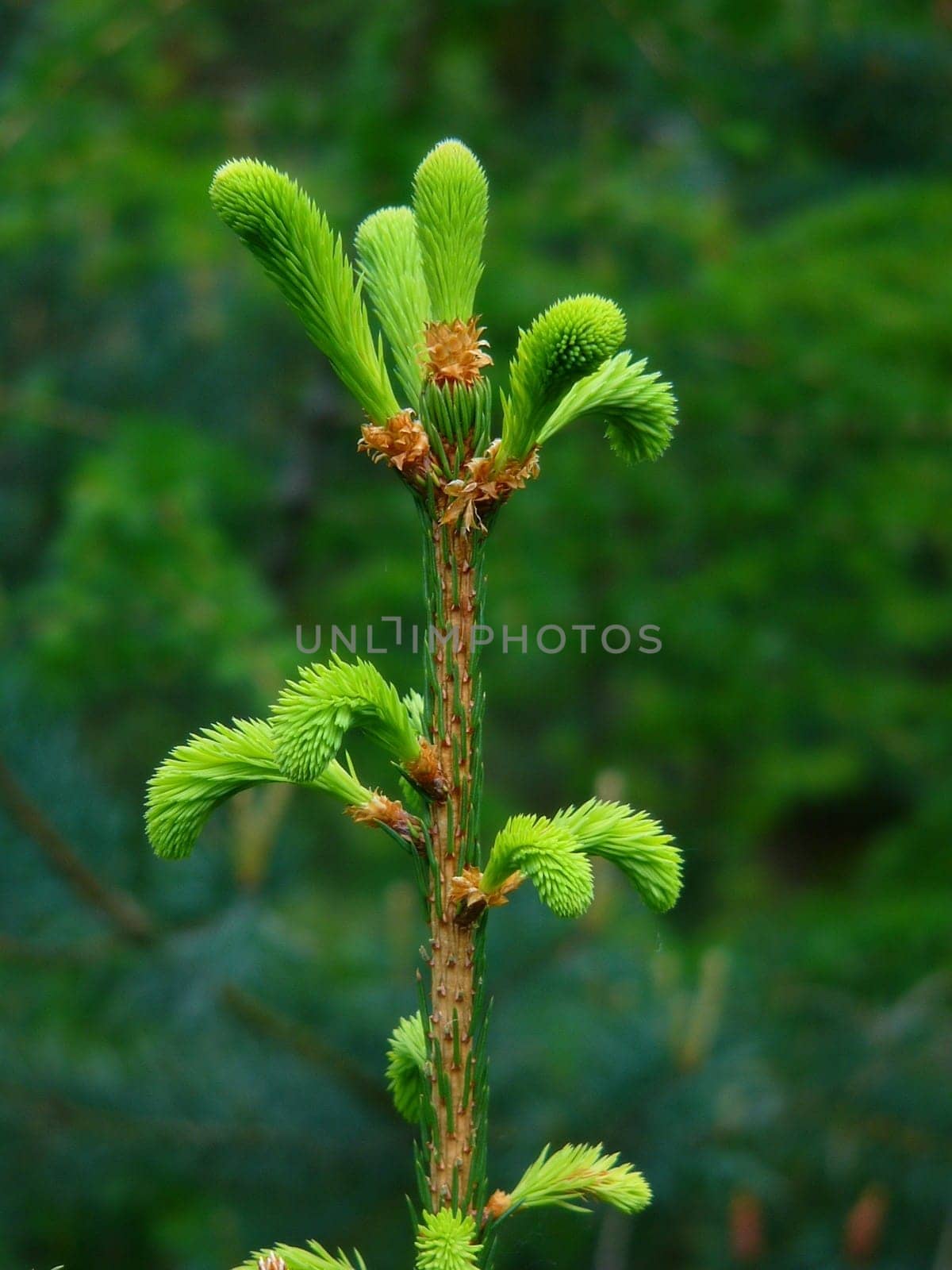 freshly sprouted